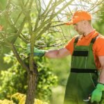 tree care services